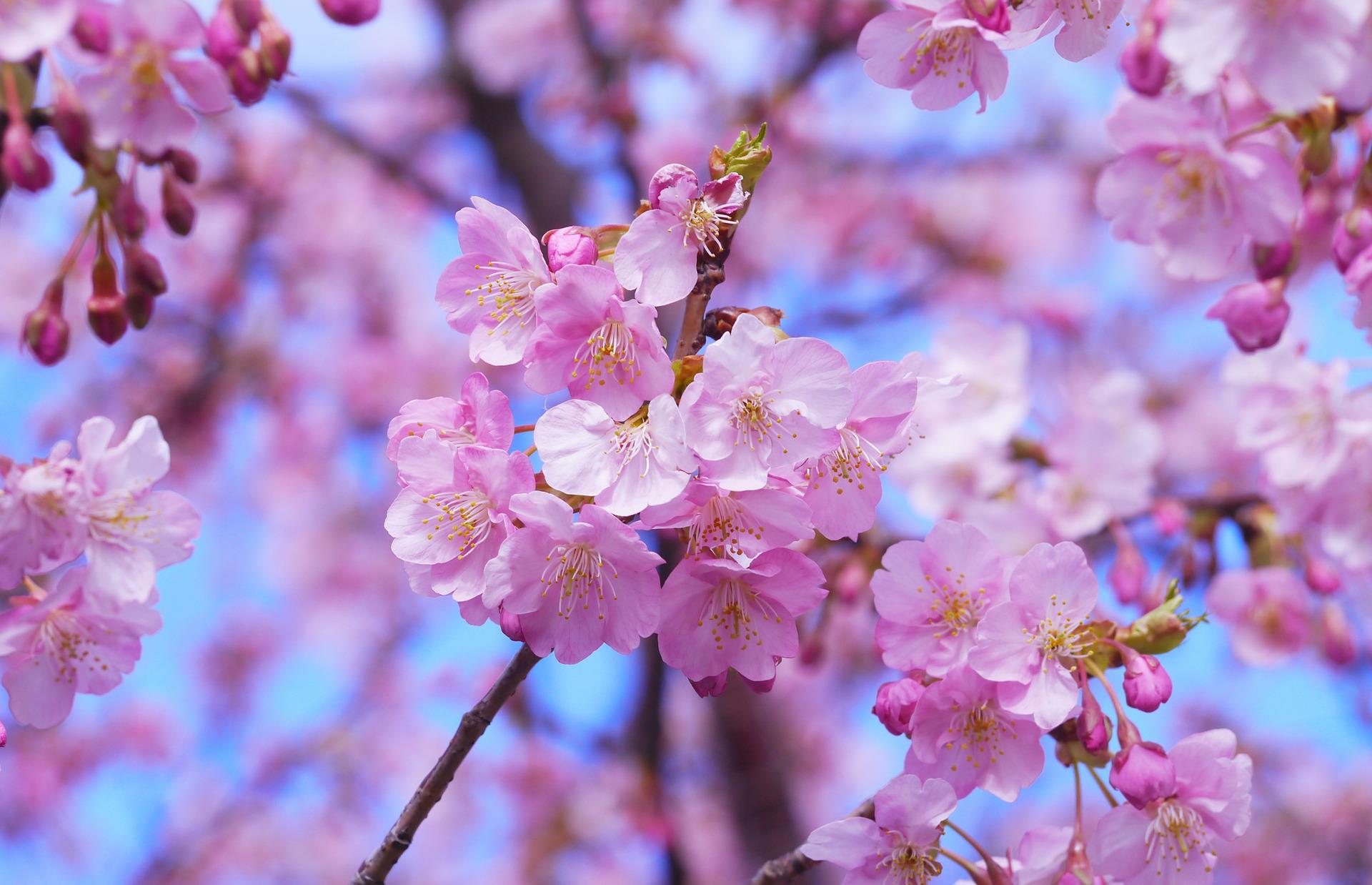 cherry-blossoms-gfb1372f62_1920